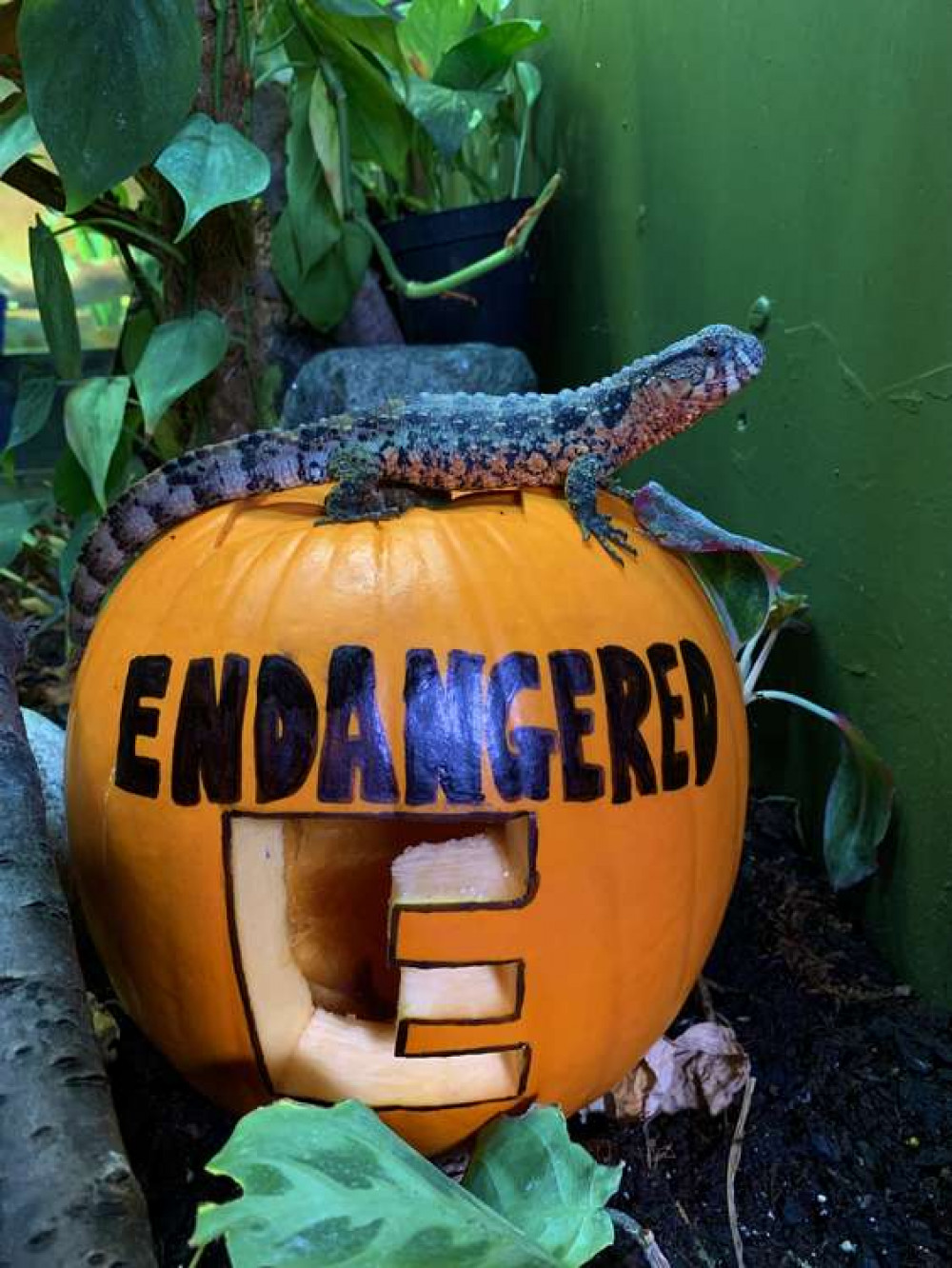 Less than 1,000 Chinese crocodile lizards left in the wild (Credit: Battersea Park Children's Zoo)