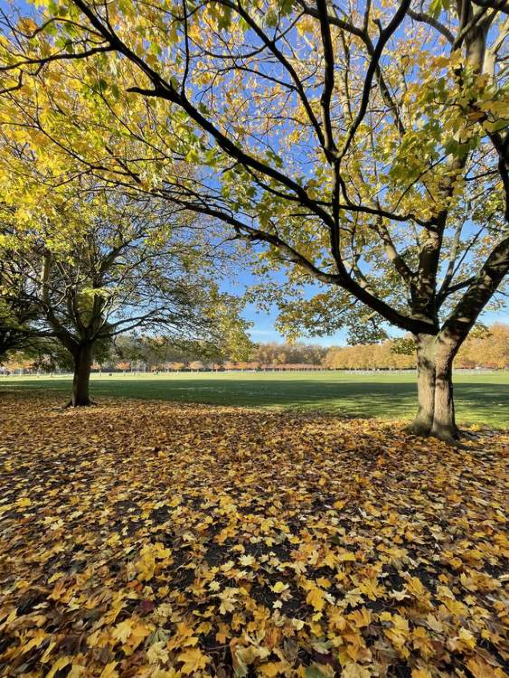 Sunny days in Battersea Park (credit: Lexi Iles)