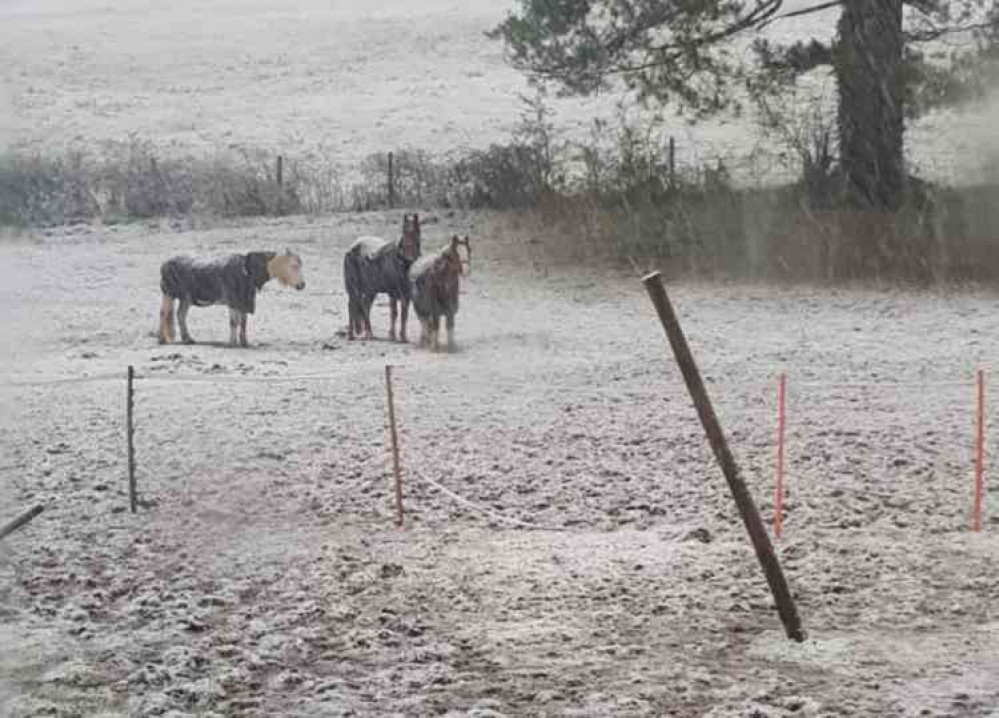 Horses braving the weather at Shipham (Photo: Carly Wills)