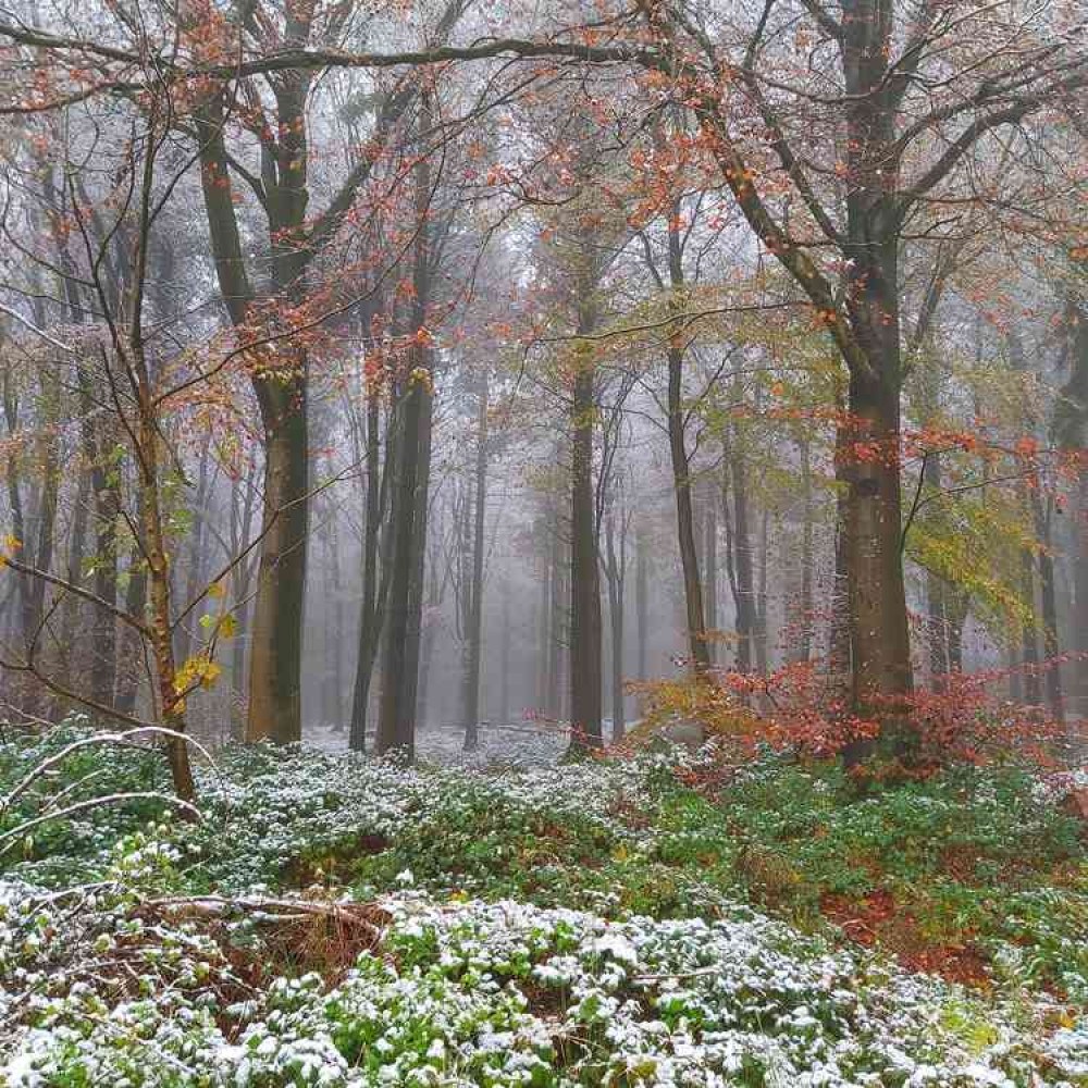 Stockhill Woods in the snow (Photo: Lucy Masters)