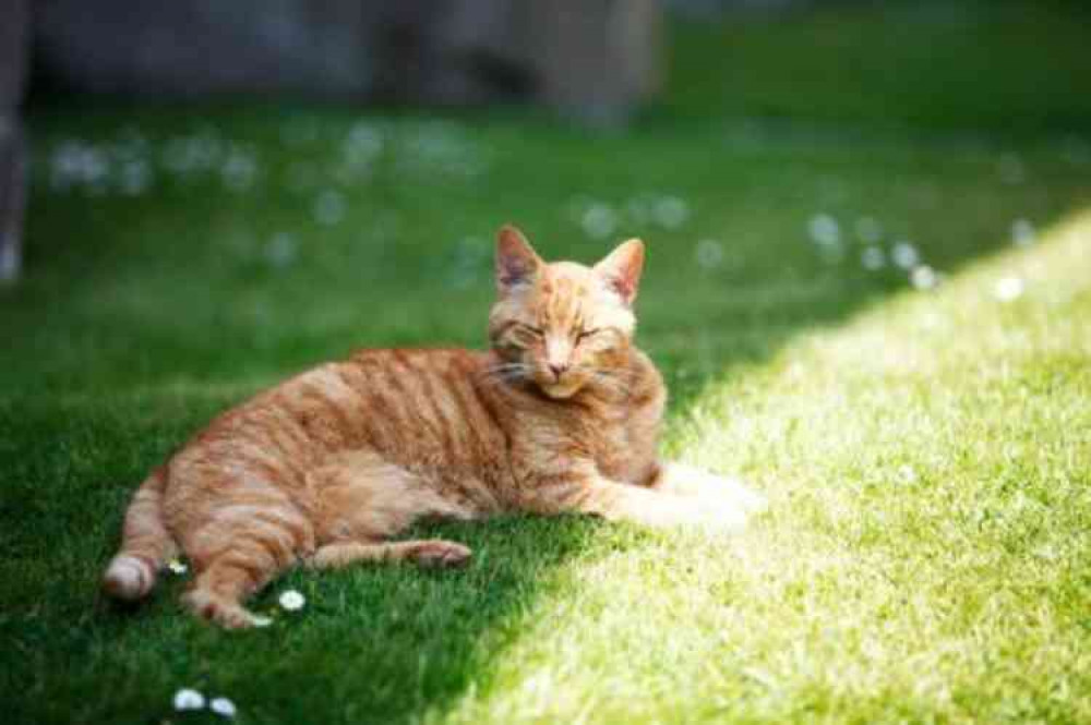 RIP Louis (Photo: Wells Cathedral)