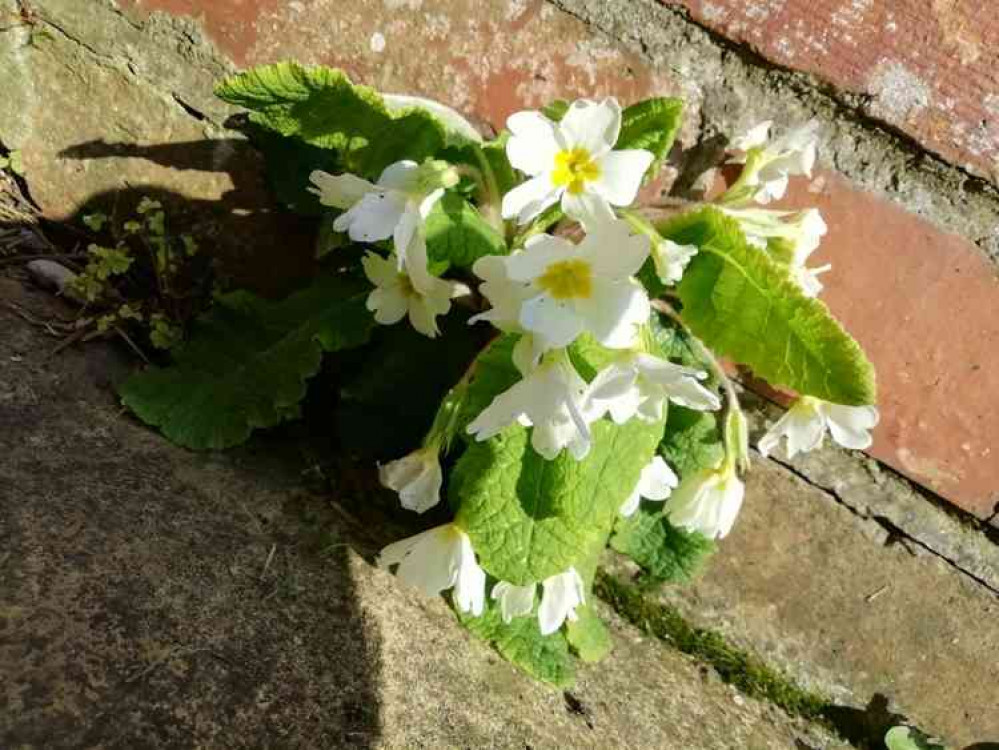 Primrose growing in brick wall