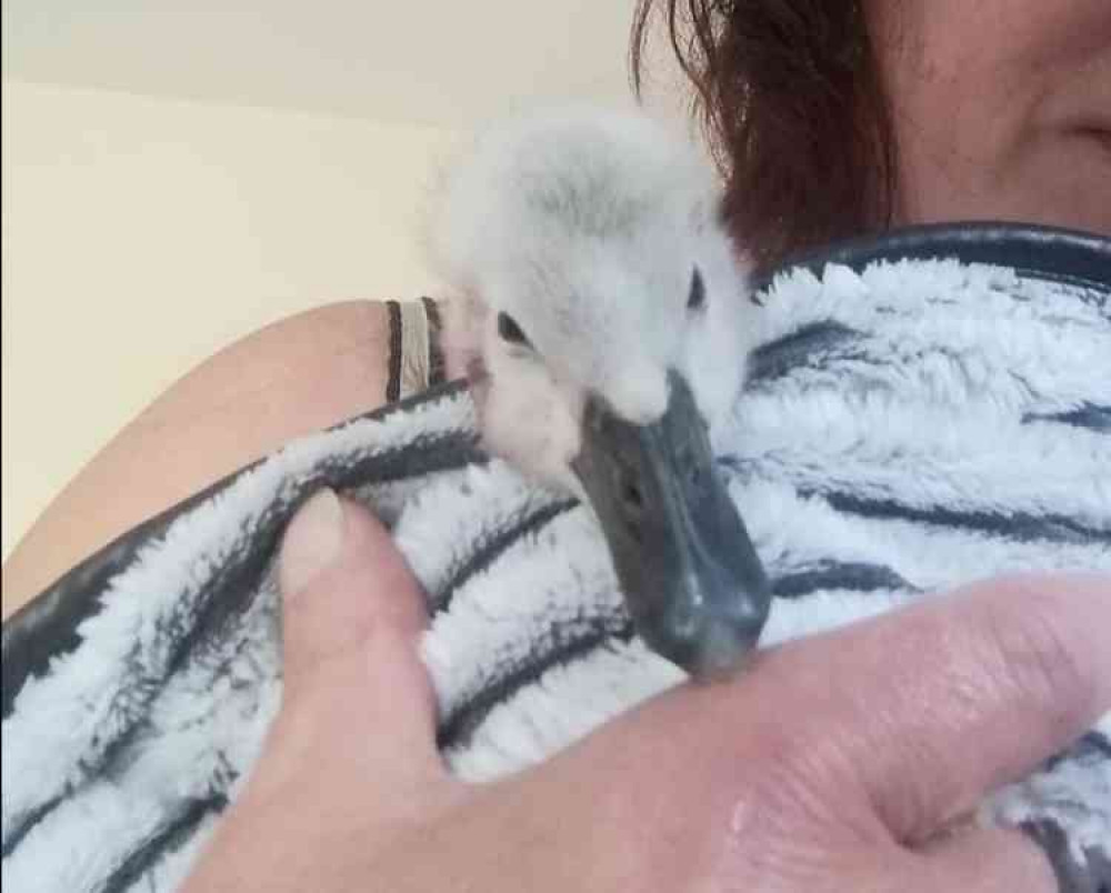 The rescued cygnet The rescued cygnet