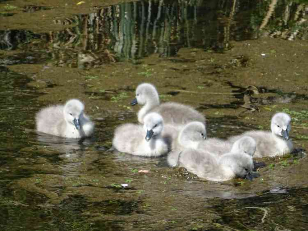 The cygnets on the Bishop's Palace moat The cygnets on the Bishop's Palace moat