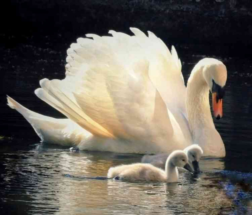 One of the palace swans with a couple of its cygnets yesterday (Photo: Lucy Masters)