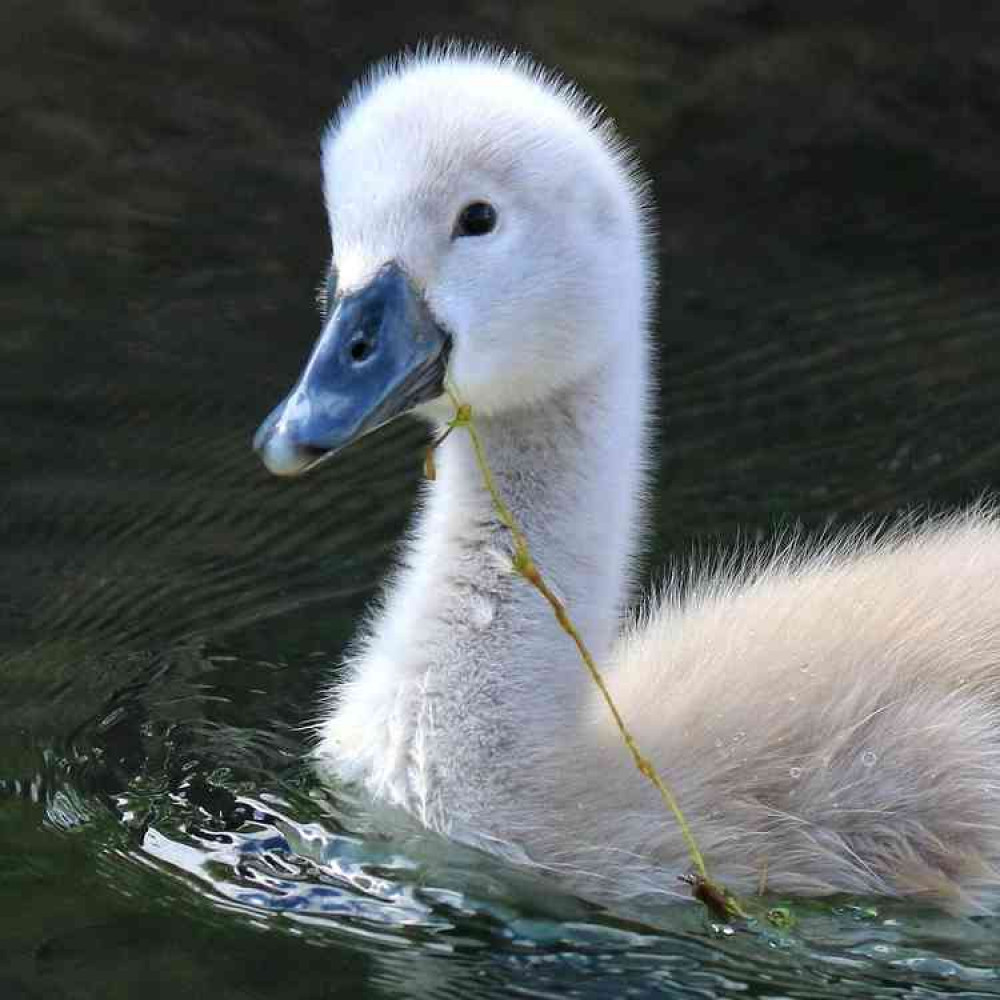 The Bishop's Palace cygnets have provided a bright spot during the coronavirus crisis (Photo: Lucy Masters)