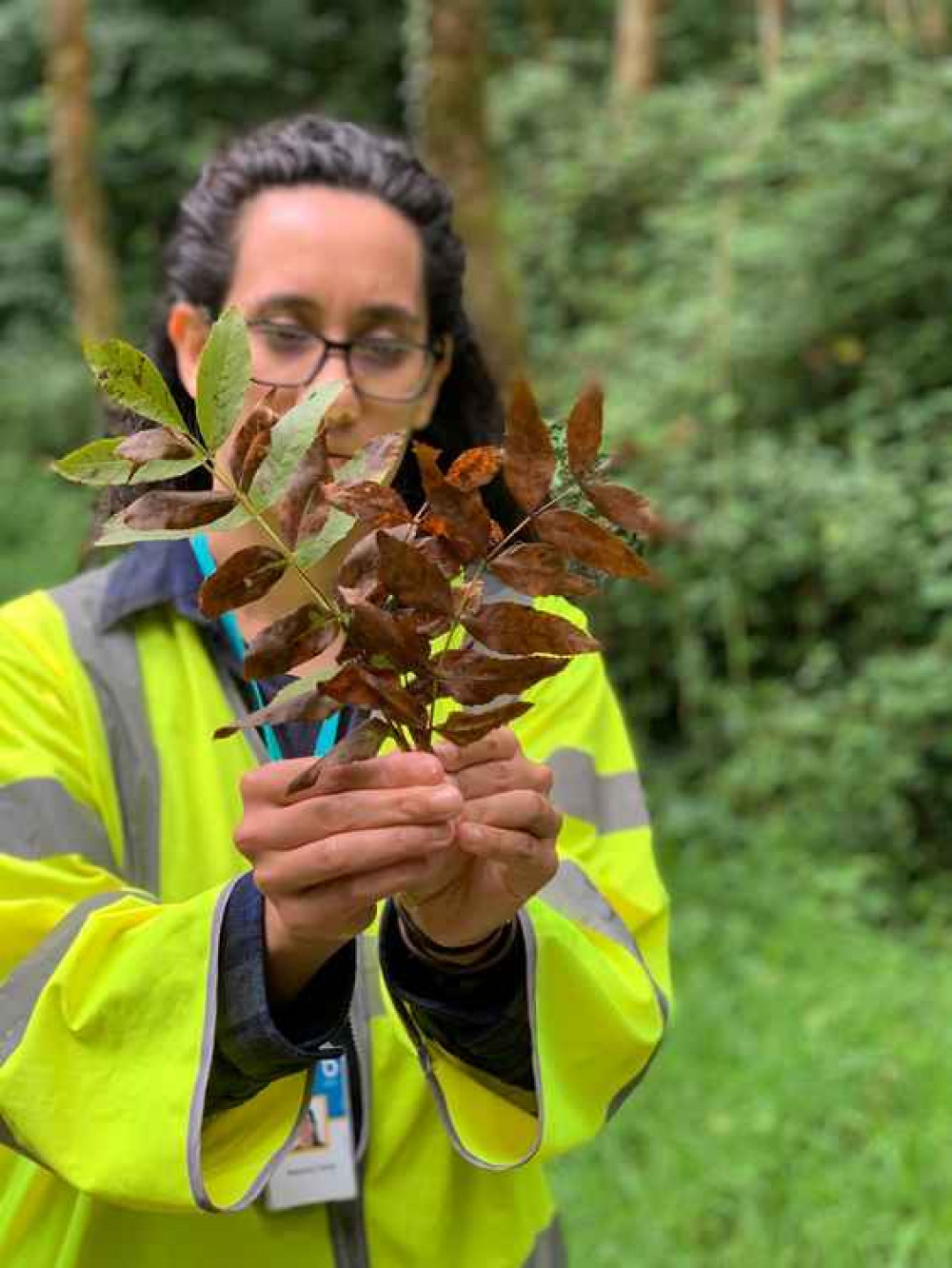 Bristol Water's Natasha Clarke with ash dieback at Blagdon