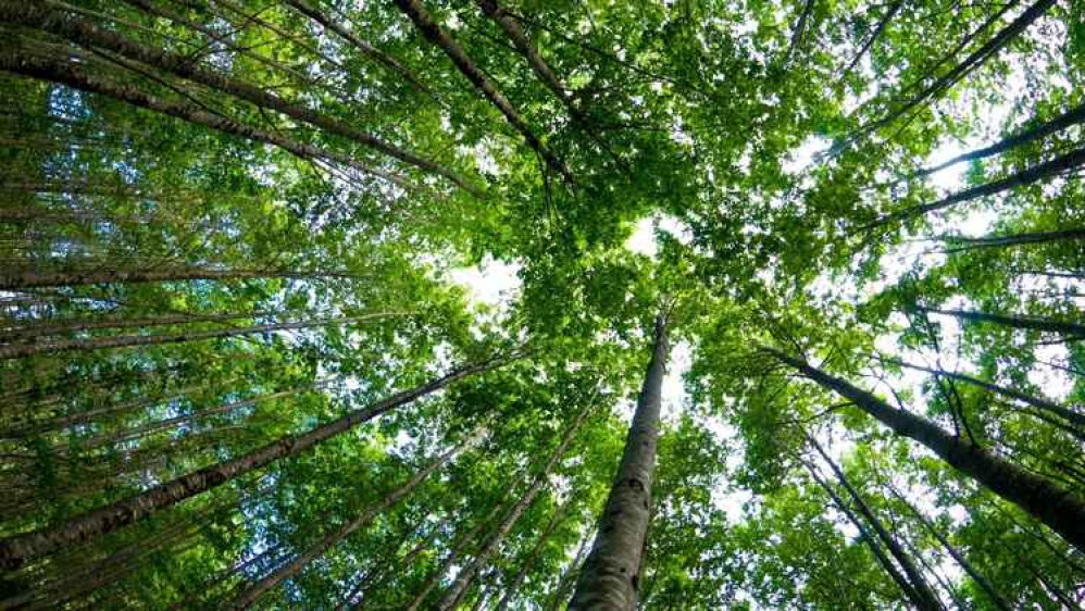 Trees Trees
