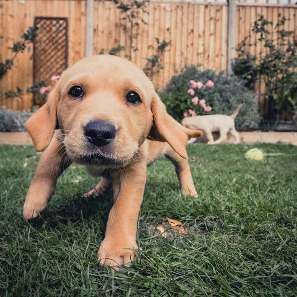 Caught in the act: another of Neill's puppy snaps (https://www.shootthehound.com) Caught in the act: another of Neill's puppy snaps (https://www.shootthehound.com)