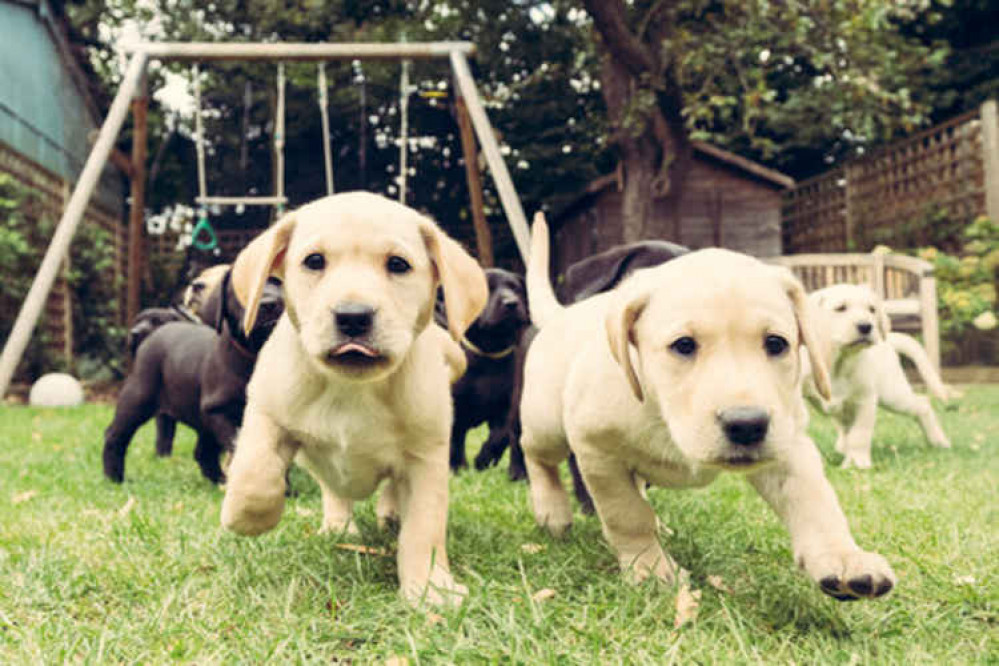Group pic: Working with bands has prepared Neill to take on this gang (https://www.shootthehound.com) Group pic: Working with bands has prepared Neill to take on this gang (https://www.shootthehound.com)