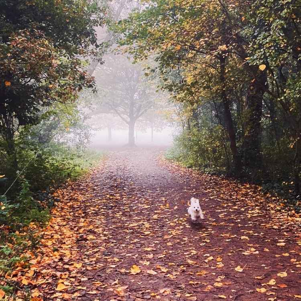 Tooting Common || FOTC competition winner Monika Glinska